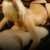 Ankara Sincan Fatih Escort YAĞMUR - Resim1